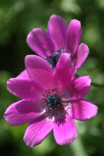 Anemone I